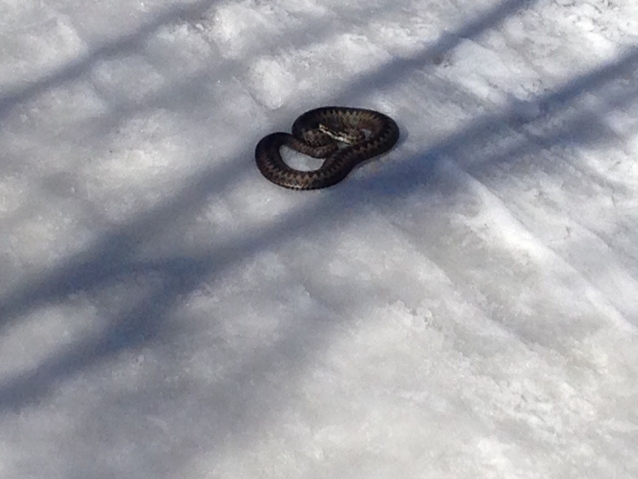 Проснулись ли змеи. Гадюки в Юнтолово. Змеи на снегу. Змея в снегу. Зимняя змея.