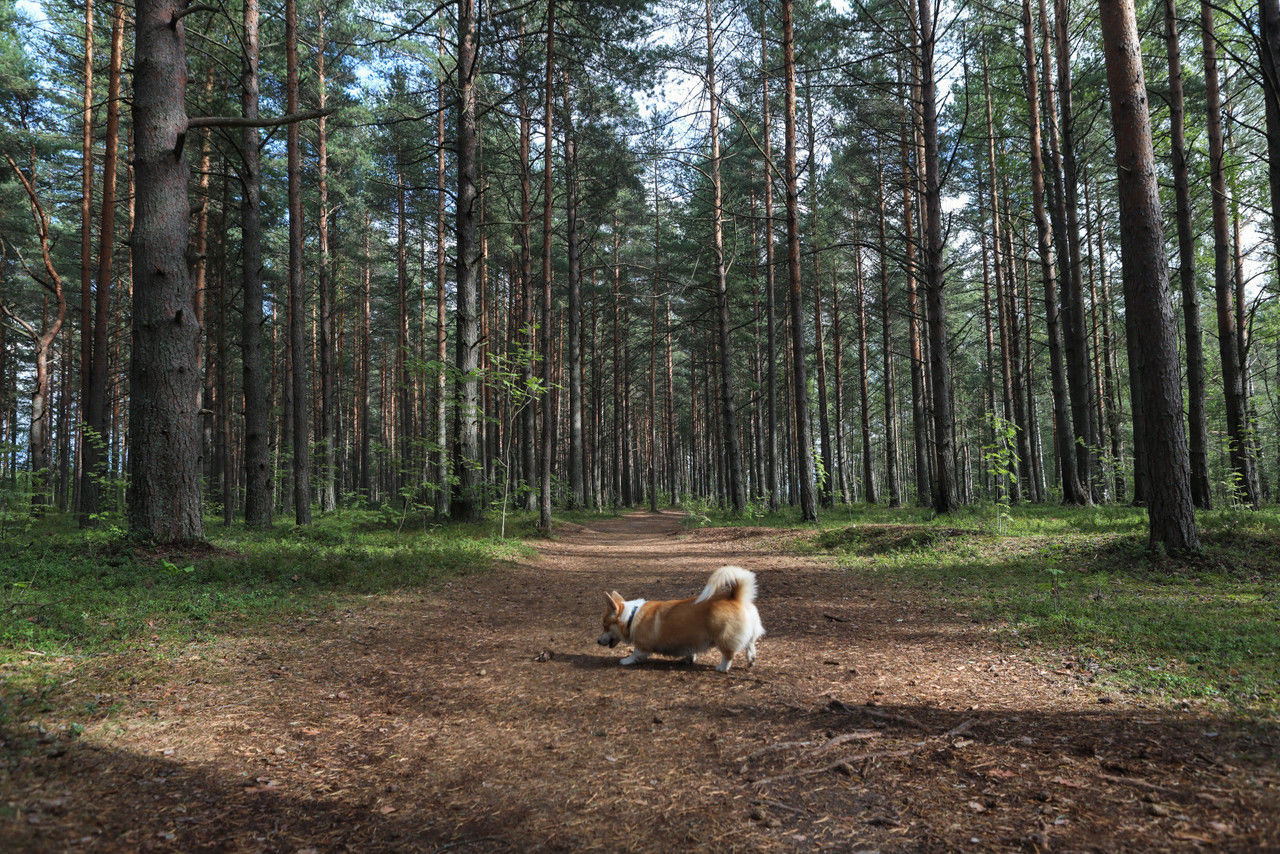 Фото площадка для собак